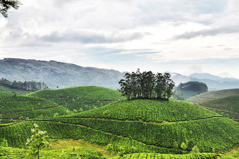 munnar1