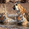 gujarat-wildlife-tourism-spots